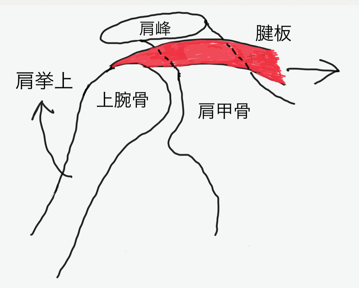 五十肩か腱板炎か?