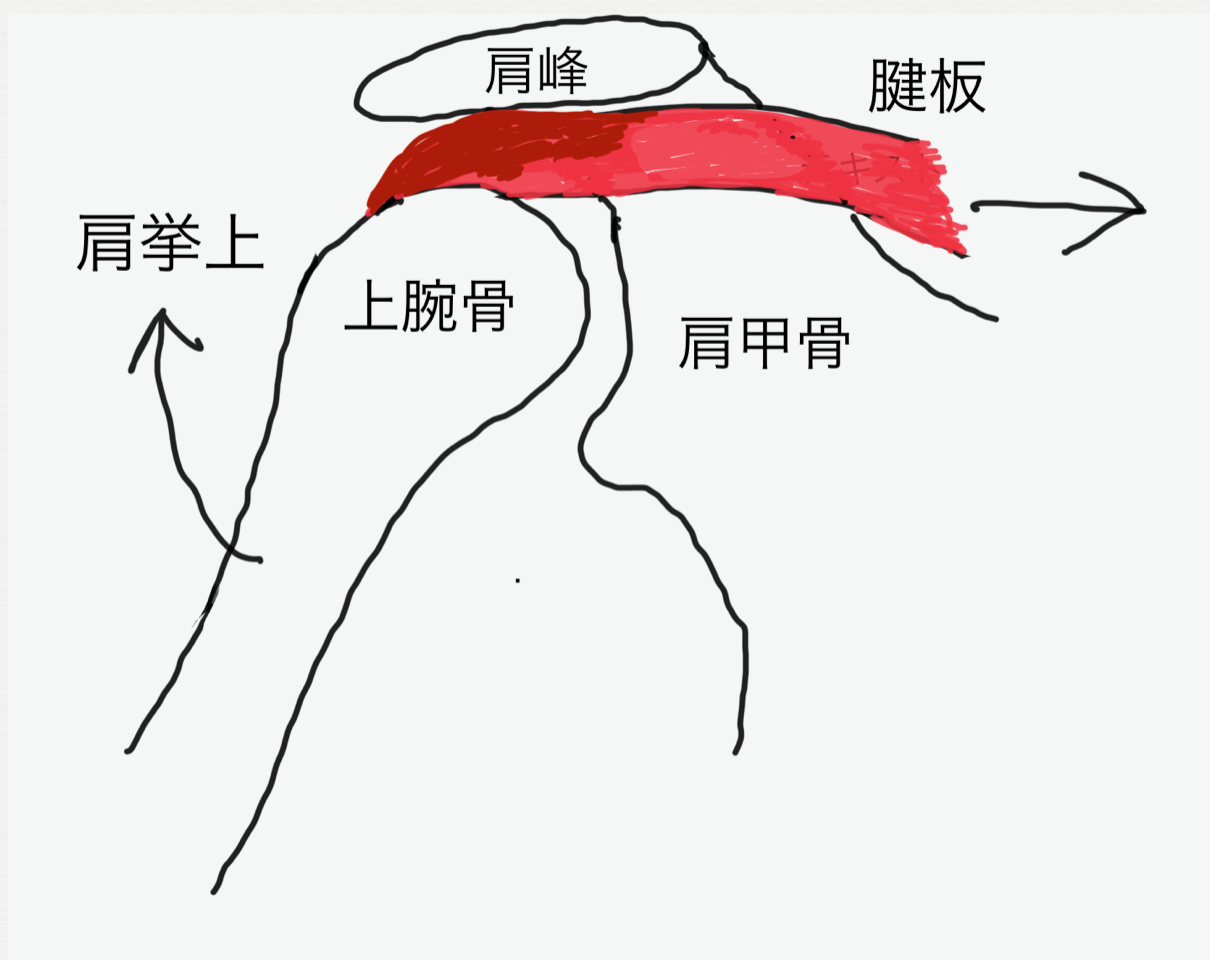 五十肩か腱板炎か?